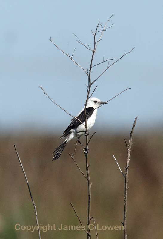 Black-and-white Monjita