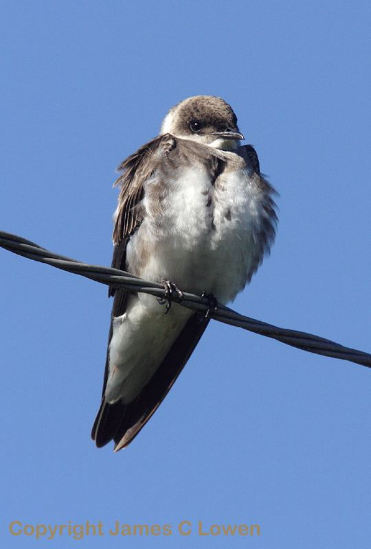 Brown-chested Martin