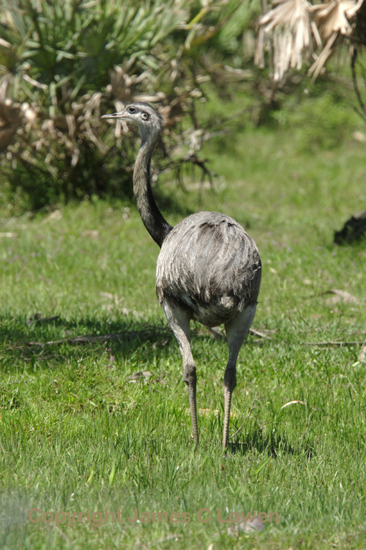 Greater Rhea