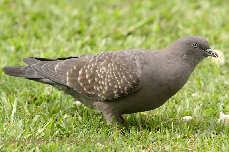 Spot-winged Pigeon