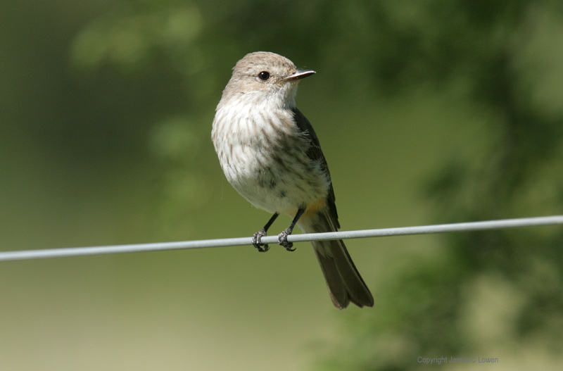 Vermillion Flycatcher