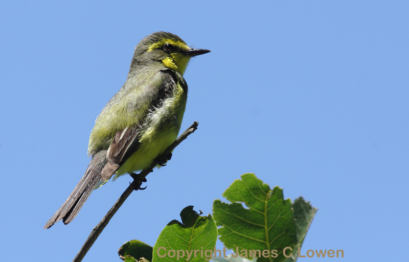 Yellow-browed Tyrant