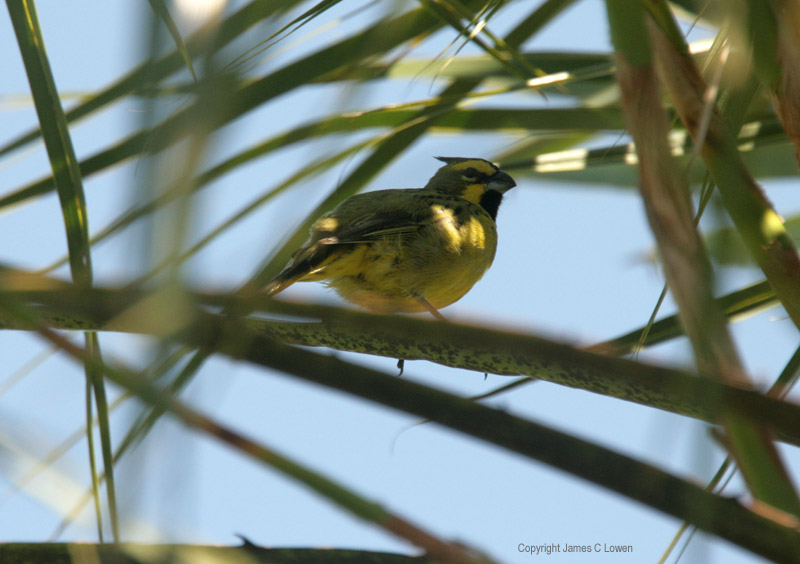 Yellow Cardinal