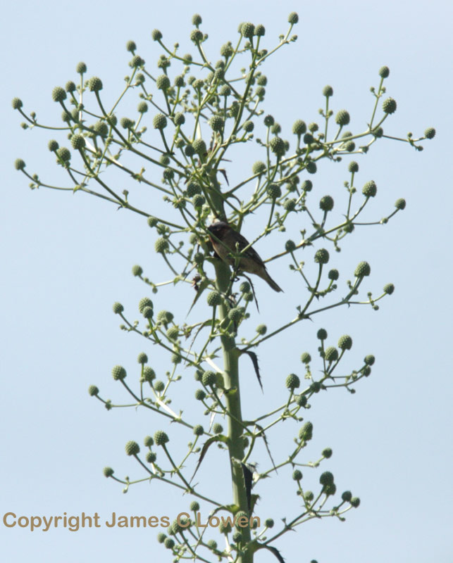 Sporophila sp nov (Ibera Seedeater)