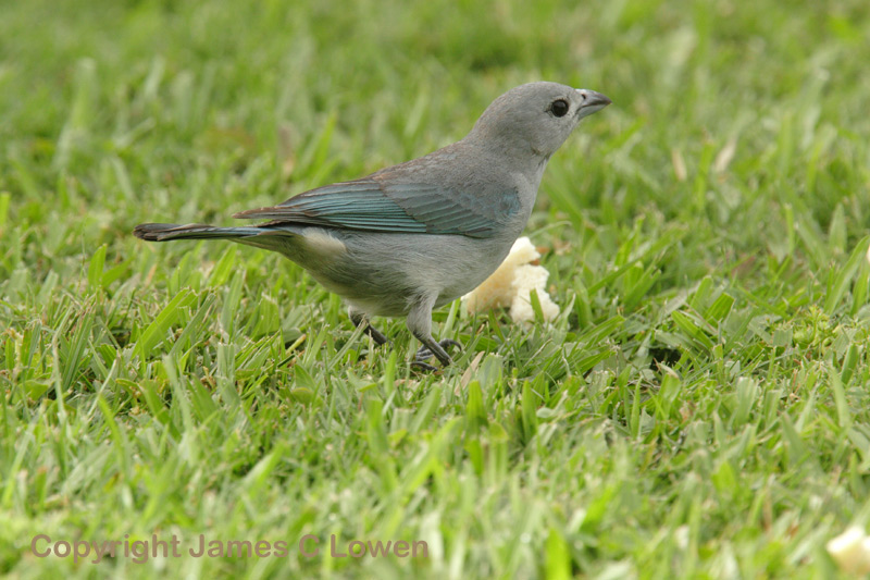 Sayaca Tanager