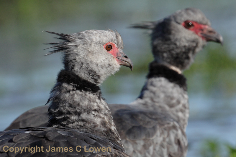 Southern Screamers