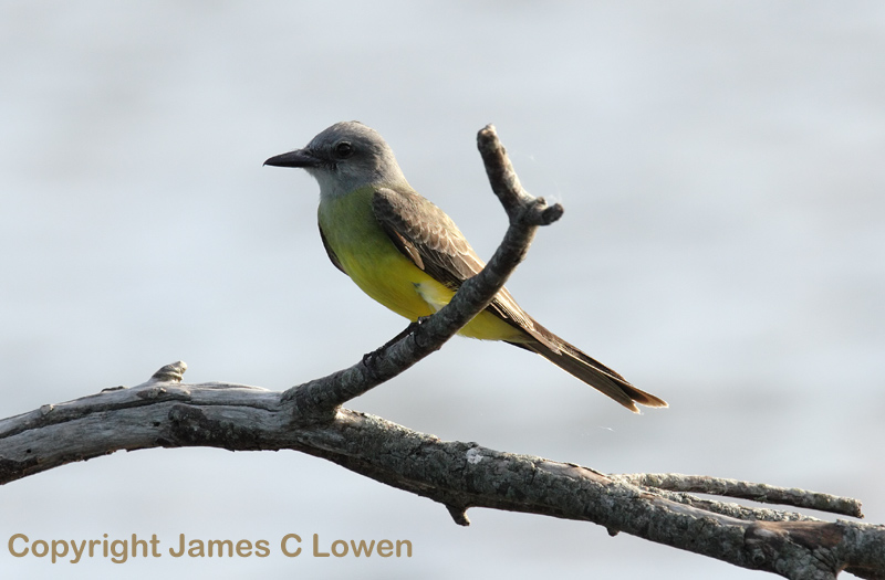 Tropical Kingbird
