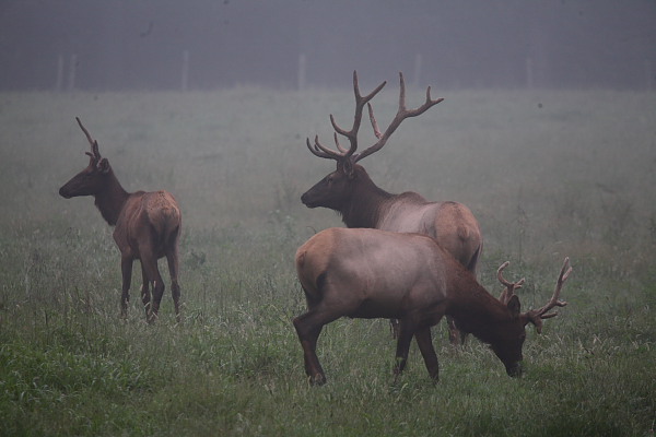Velvet Bull Elk in Fog