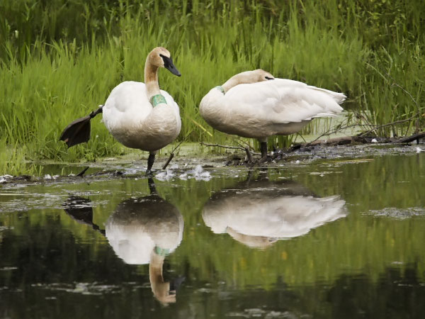 Trumpeter Swans on Boxley Valley Mill Pond