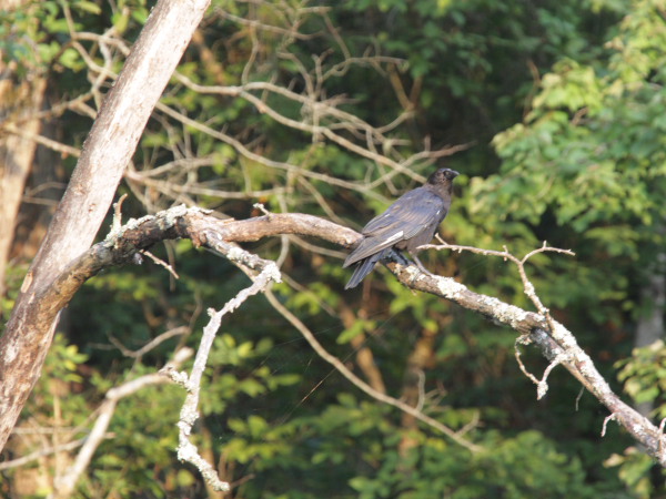 White-winged Crow