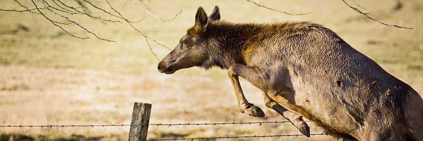 Cow Elk Jumping Fence