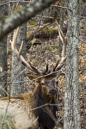 Big 7x7 In Woods