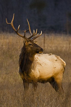 March Elk
