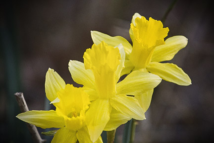 Lost Valley Daffodils