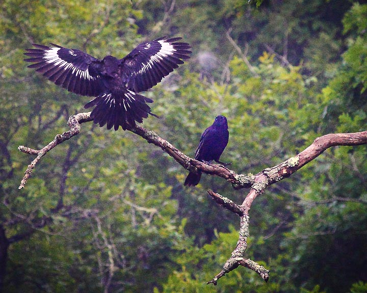 White-winged Crows, Buffalo National River