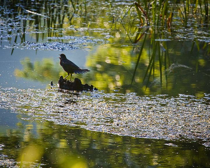 Red-winged Blackbird at Sunrise, Boxley Valley Mill Pond