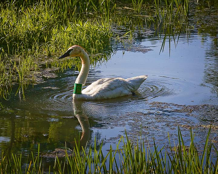 Trumpeter Swan at Sunrise, Boxley Mill Pond, Buffalo National River