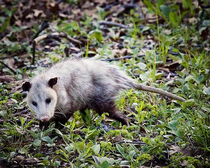 Tubby the Possum