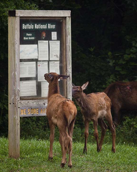 Calf Elk Reads the Park Rules