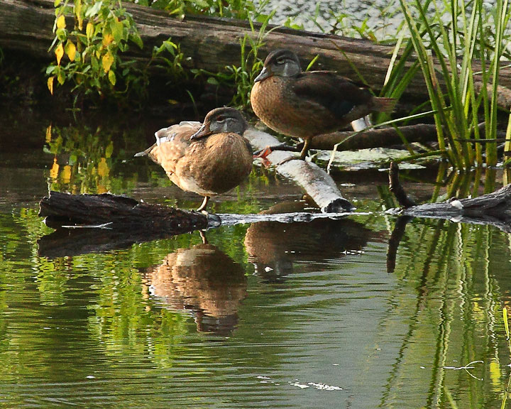 Juvenile Wood Ducks, Boxley Mill Pond