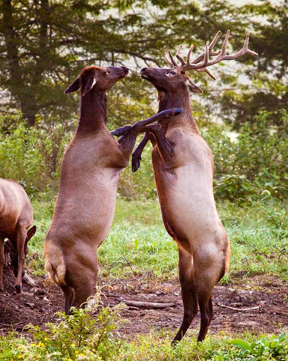 Cow and Bull Elk Boxing