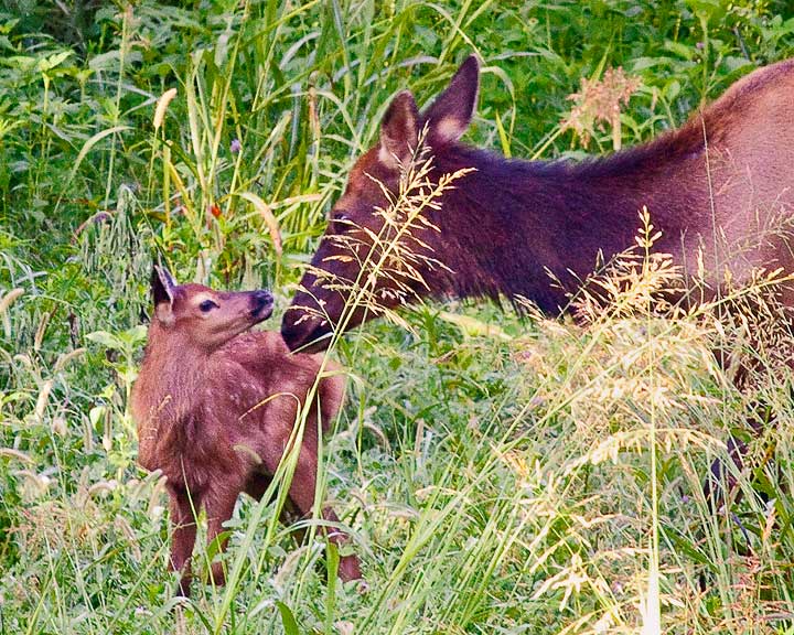 Cow Elk and 2 Day Old Calf