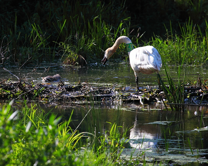 Trumpeter Swan and Racoon on Beaver Dam