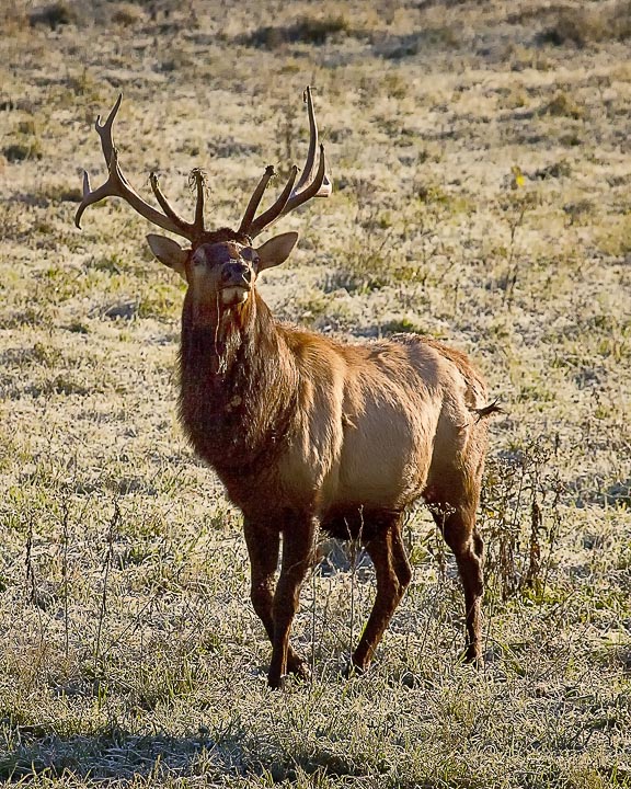 85662 bull elk after digging 8x10 web.jpg