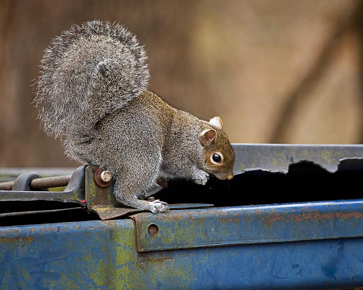 86068 gray squirrel on dumpster 8x10 web.jpg
