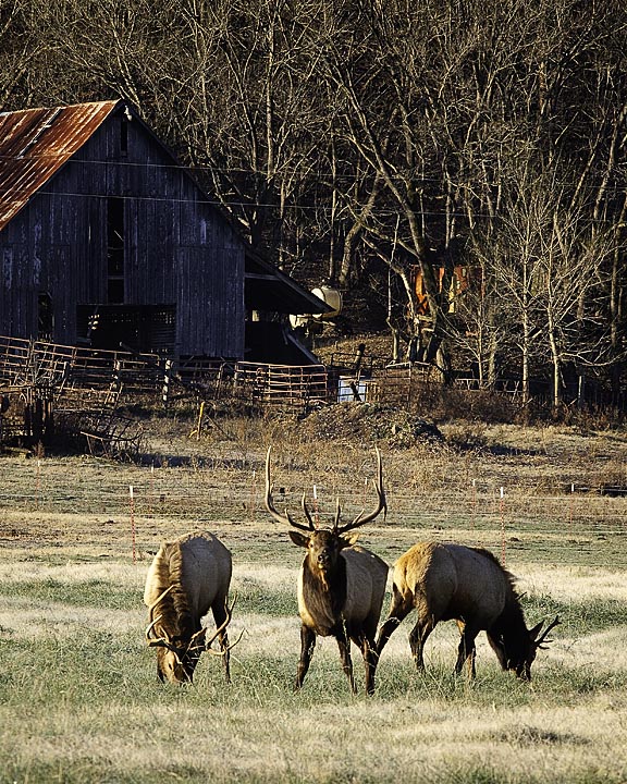 86975 three bulls and barn 8x10 web.jpg