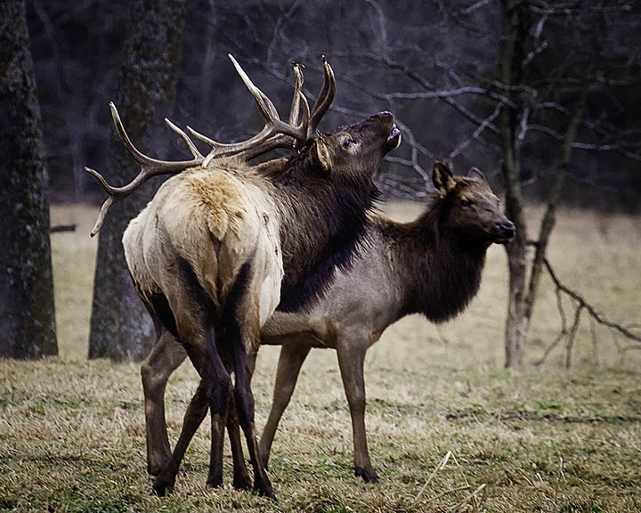 Bull Elk and Cow December 31
