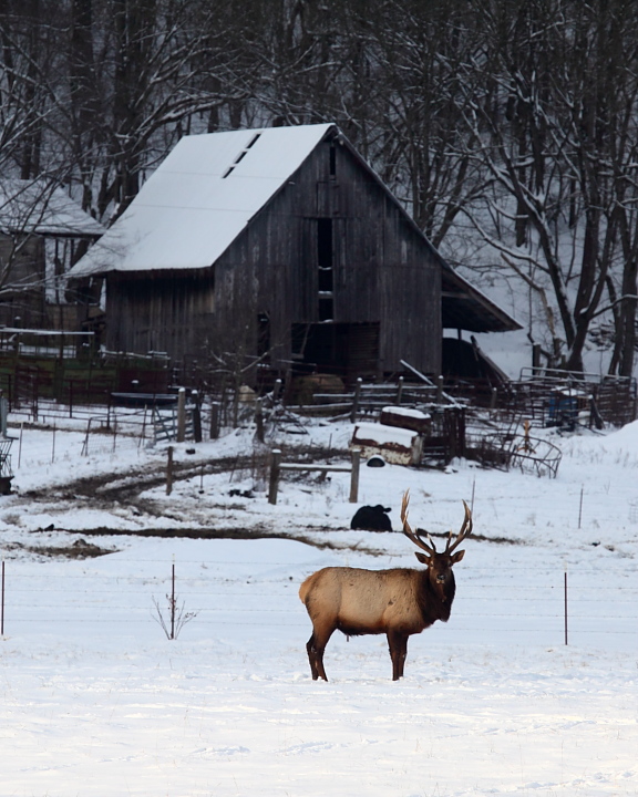 90906 lone elk in snow web.JPG