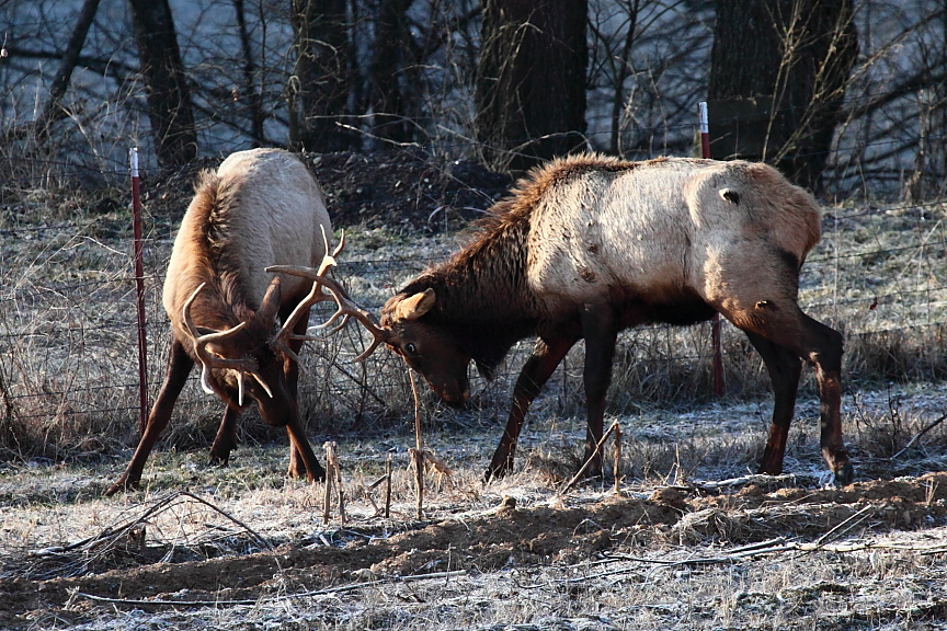 92202 sparring elk february morning II.JPG