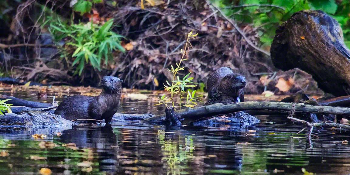 River Otters Buffalo National River