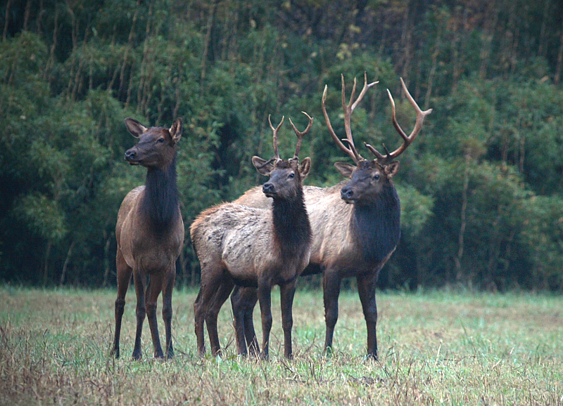 Boxley Valley Elk Threesome