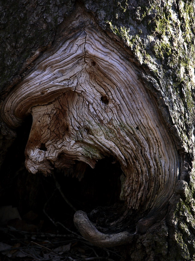 Natural Tree Spirit