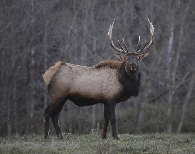 Boxley Bull Elk Side Pose