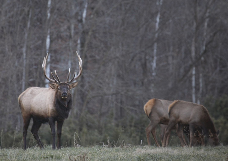 Boxley Elk Threesome