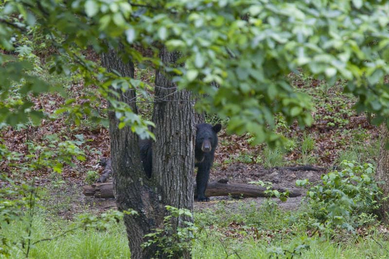 Black Bear Peeking Around Tree