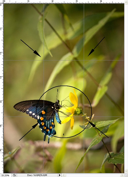 Setting Context -- Swallowtail on Bluff