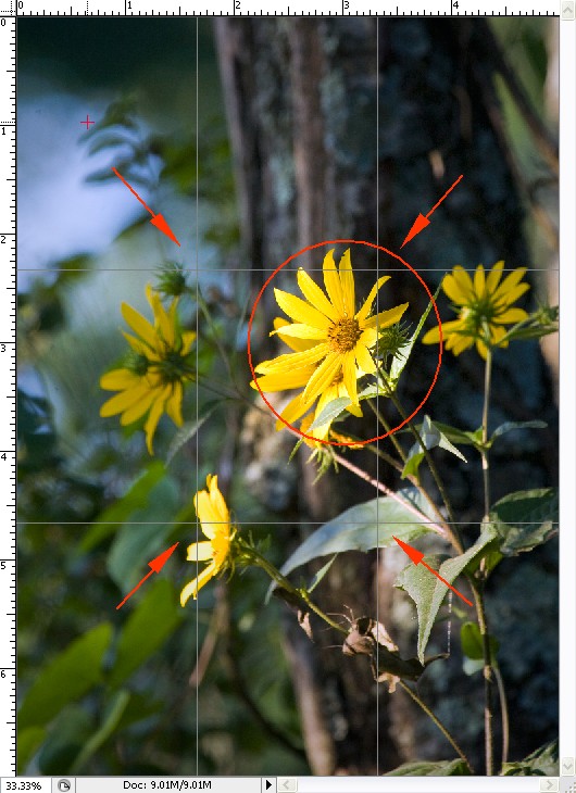 Dramatic Light -- Sunflowers along Fenceline