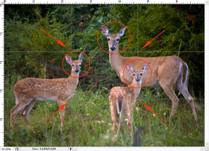 Odd # of Elements -- Doe and Twin Fawns
