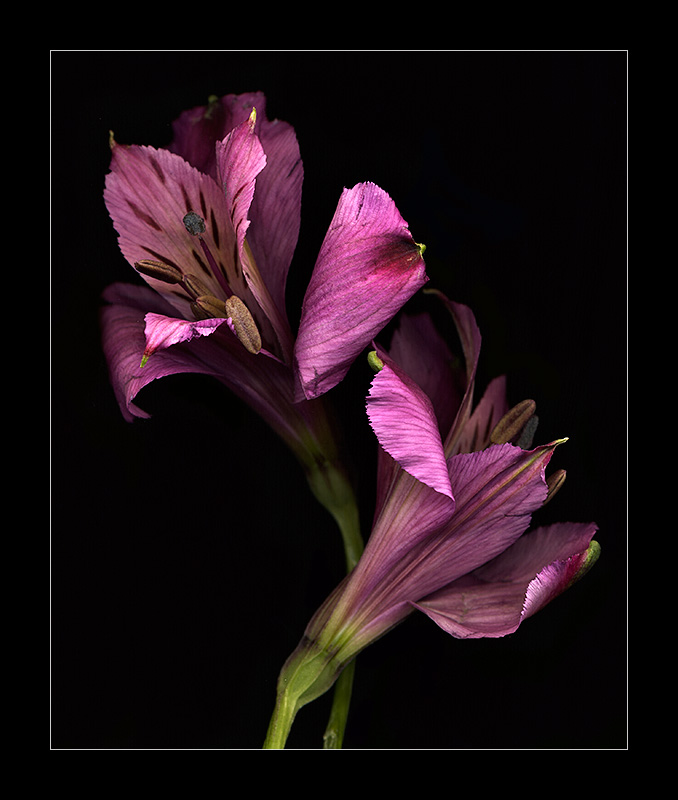 Alstroemeria I