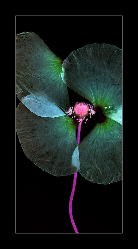 The Fairy