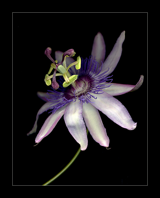 Passion Flower