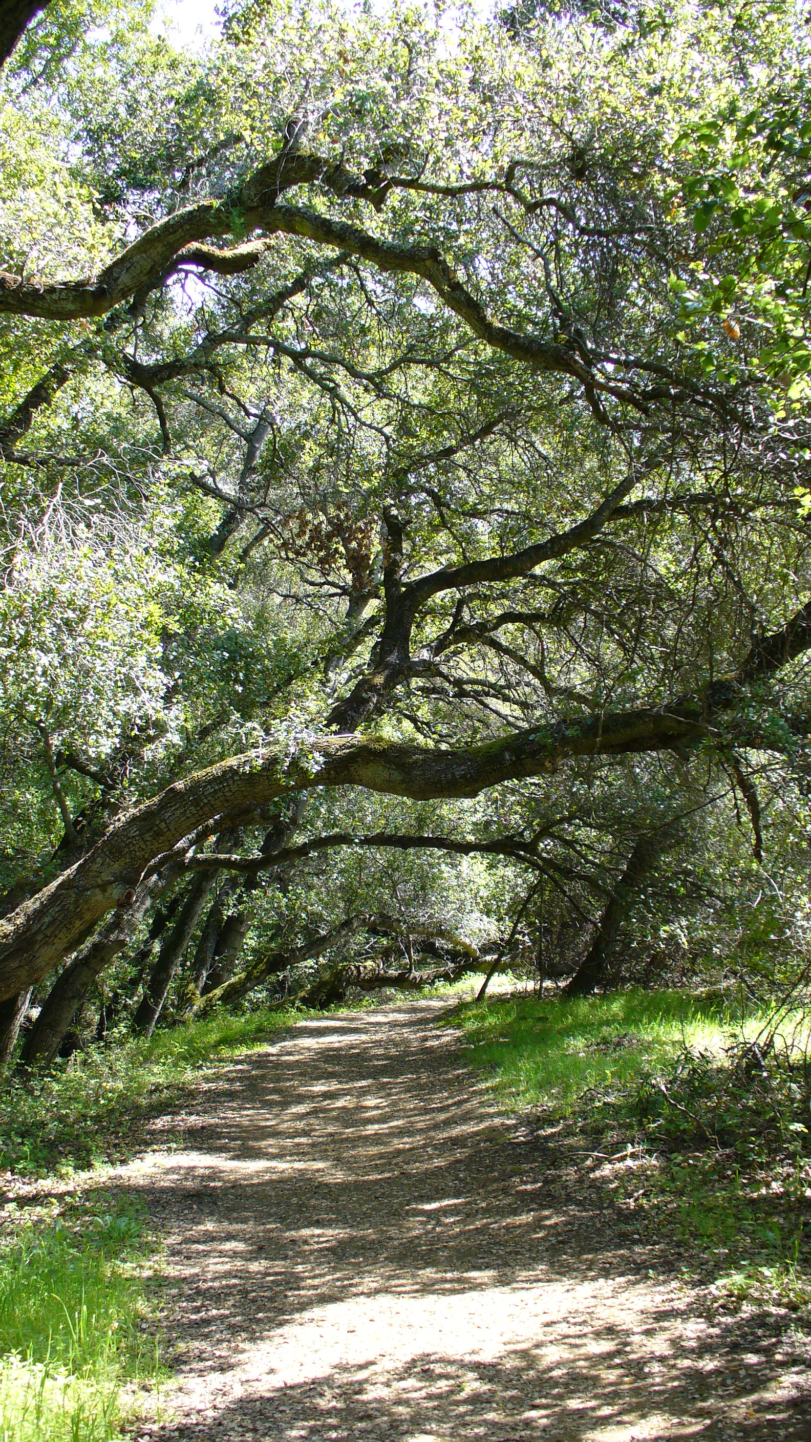 A canopy over the trail