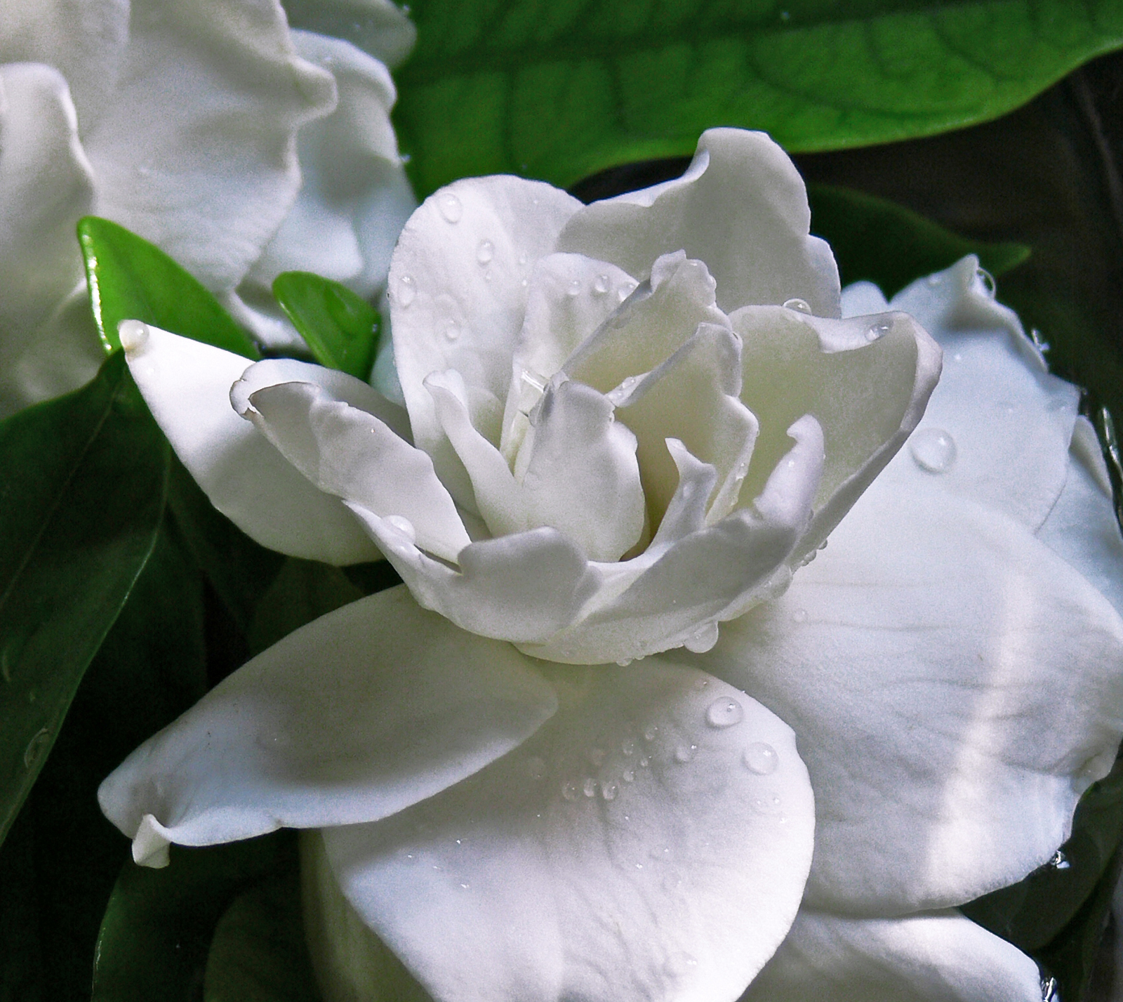 GardeniaFlower.JPG