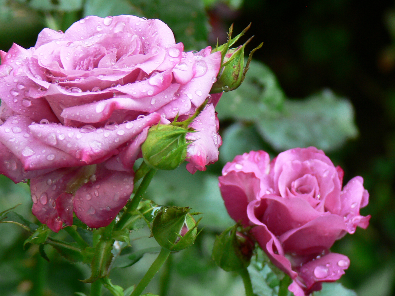 Roses.JPG