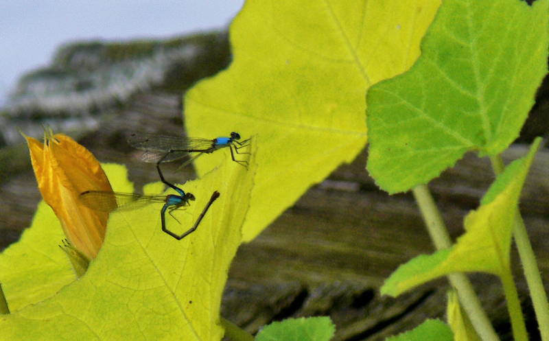 Dragonfly Love.JPG