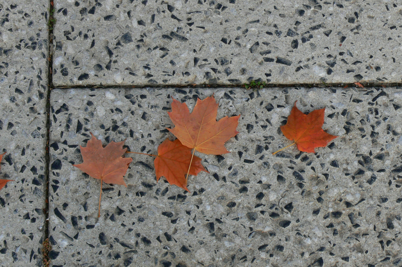 Four Maple Leaves.JPG